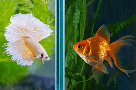 Betta Fish with Goldfish – Can You Keep Them .